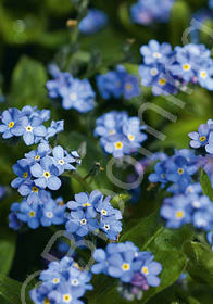 Myosotis alpestris 'Ultramarine'